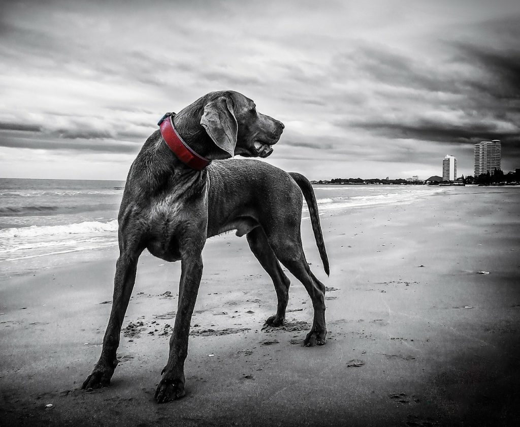 weimaraner